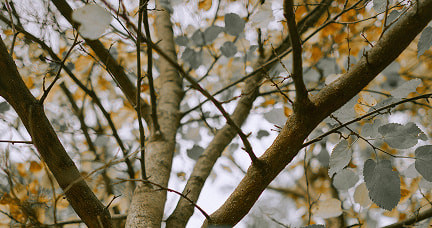 Leaves from an autumn tree