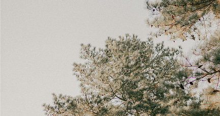 Pine tree and sky view