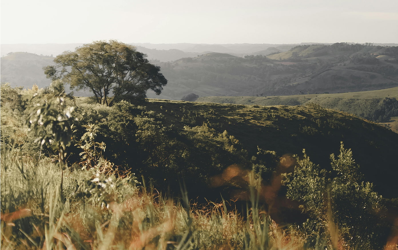 Rolling hills tree photo