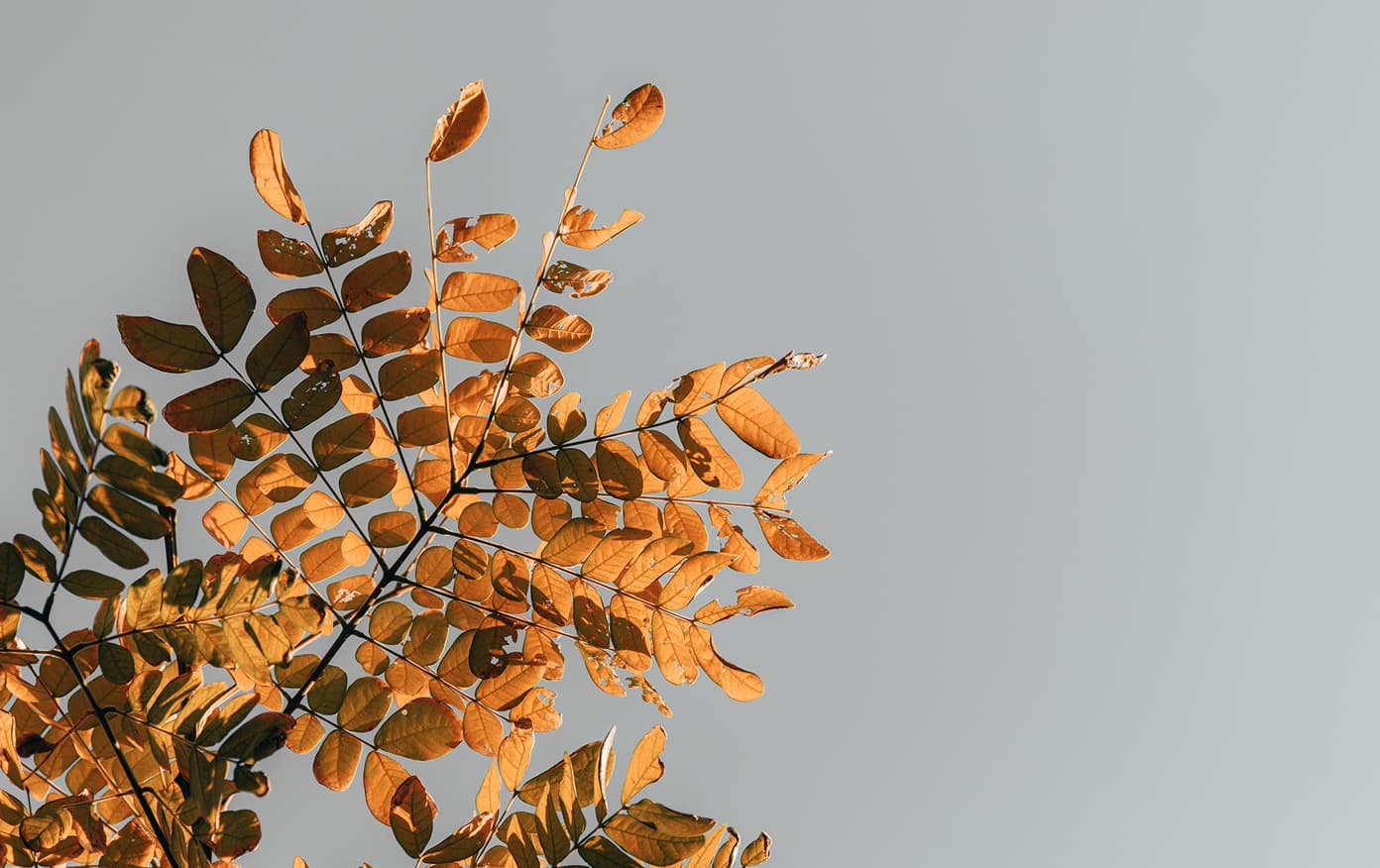 Backlit golden autumn leaves on a slender branch against a soft grey sky