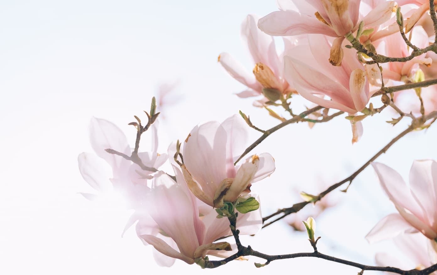 Pink magnolia blossoms against a bright sky