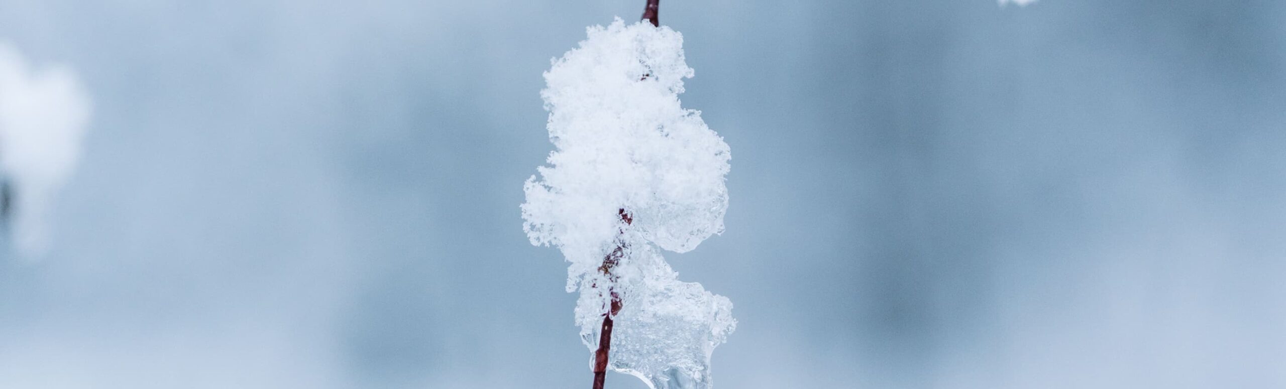 Snow and ice clinging to a bare branch