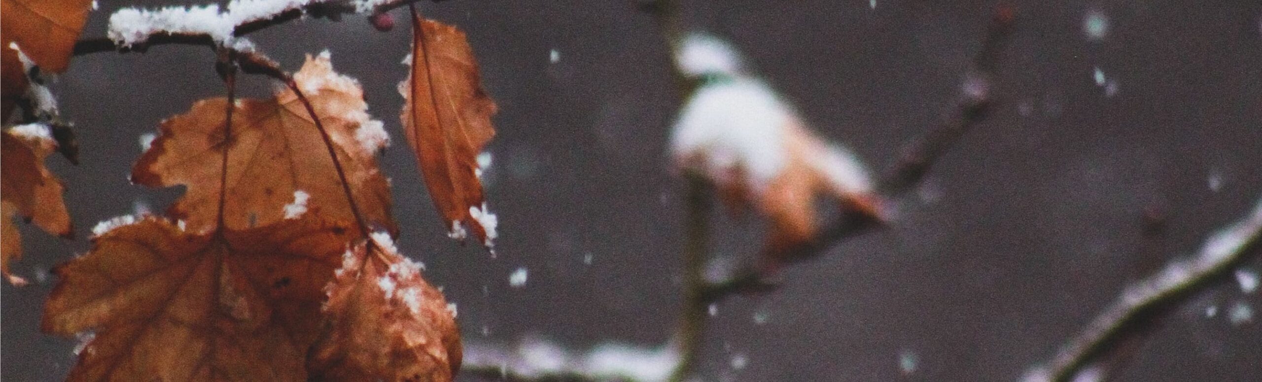 Snowy branch with maple leaf
