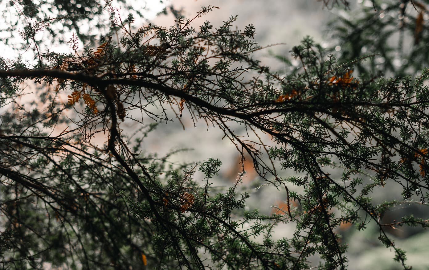 Snowy pine and tree branches