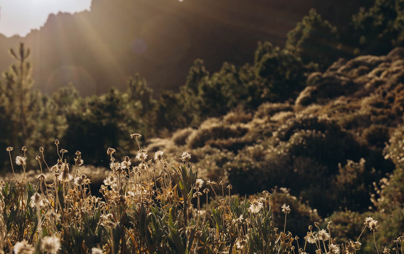 Sun radiating on mountain flowers